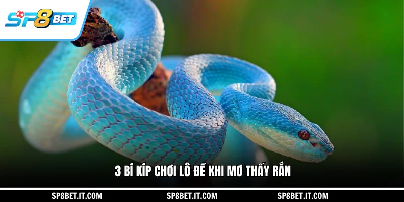 3 bí kíp chơi lô đề khi mơ thấy rắn