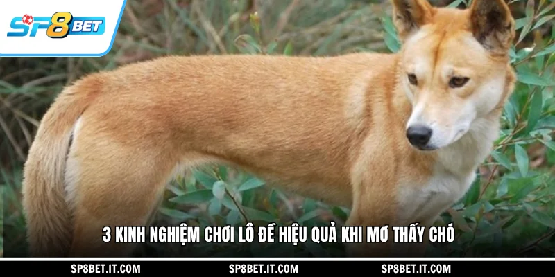 3 kinh nghiệm chơi lô đề hiệu quả khi mơ thấy chó