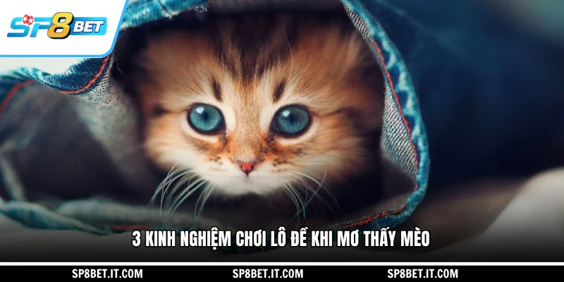 3 kinh nghiệm chơi lô đề khi mơ thấy mèo