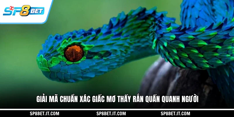 Giải mã chuẩn xác giấc mơ thấy rắn quấn quanh người