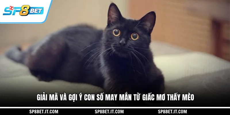 Giải mã và gợi ý con số may mắn từ giấc mơ thấy mèo