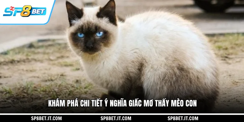 Khám phá chi tiết ý nghĩa giấc mơ thấy mèo con