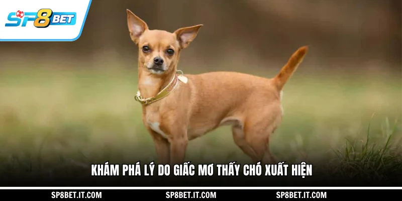 Khám phá lý do giấc mơ thấy chó xuất hiện