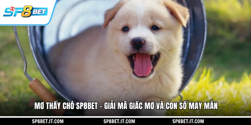 Mơ Thấy Chó - Giải Mã Giấc Mơ Và Con Số May Mắn Cùng SP8BET