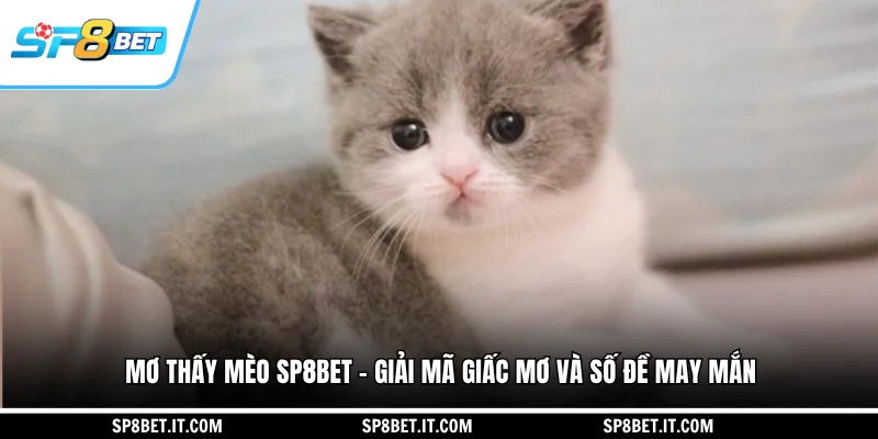 Mơ Thấy Mèo SP8BET - Giải Mã Giấc Mơ Và Số Đề May Mắn