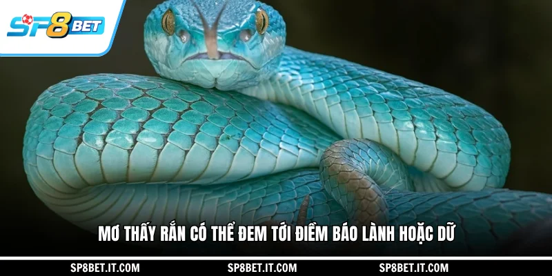 Mơ thấy rắn có thể đem tới điềm báo lành hoặc dữ