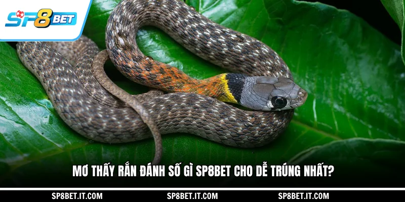 Mơ thấy rắn đánh số gì SP8BET cho dễ trúng nhất?