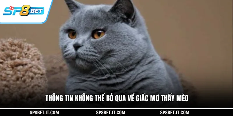 Thông tin không thể bỏ qua về giấc mơ thấy mèo