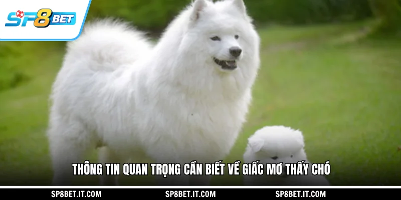 Thông tin quan trọng cần biết về giấc mơ thấy chó