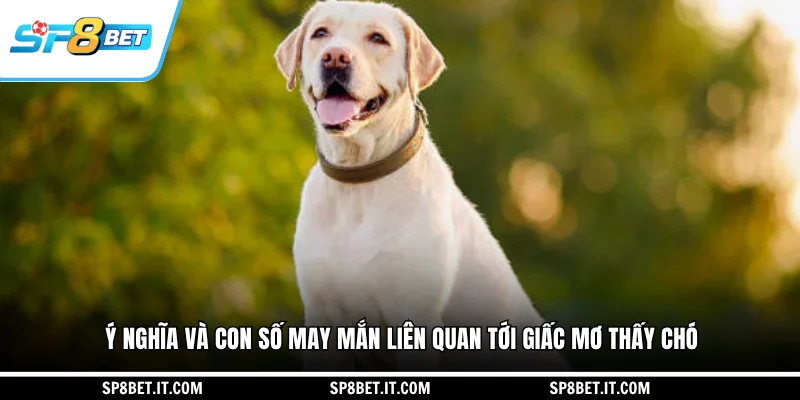 Ý nghĩa và con số may mắn liên quan tới giấc mơ thấy chó